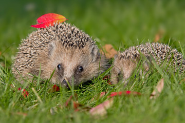 Igel