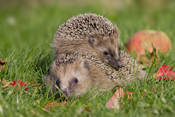 Igel
