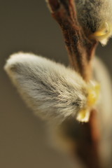 Sallow