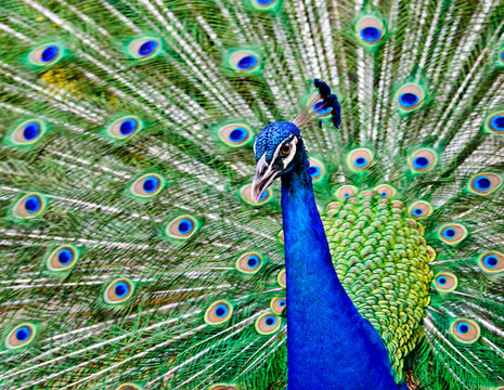 Peacock raise his feathers