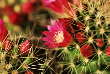 Cactus & Bloom