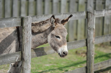 Ferien auf dem Bauernhof