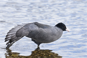 fulica atra, common coot