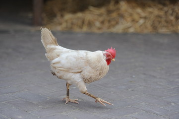 Ferien auf dem Bauernhof