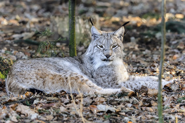 lynx lynx