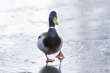 anas platyrhynchos, mallard