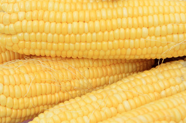 close up of fresh corn cobs