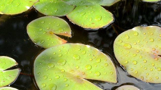 Seerosenbl&auml;tter glitzern im Sonnenlicht
