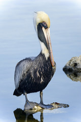 brown pelican, pelecanus occidentalis