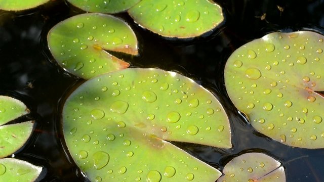 Seerosenbl&auml;tter mit Wassertropfen
