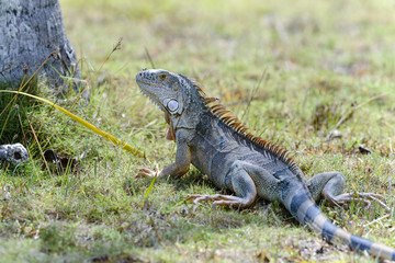 green iguana, iguana iguana