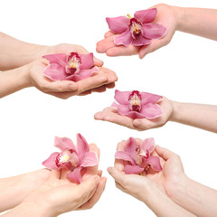 Hands and orchid over isolated white background
