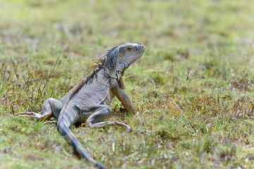 green iguana, iguana iguana