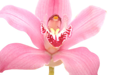 pink orchid flower on white background