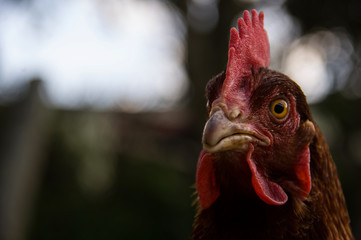 Chicken portrait