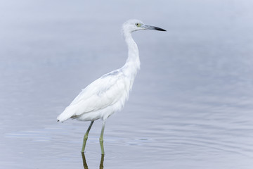 egretta caerulea, little blue heron