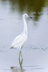 egretta caerulea, little blue heron
