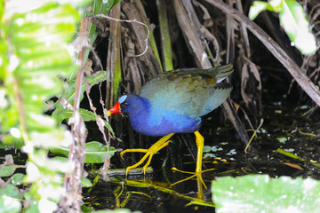 purple gallinule, porphyrio martinica