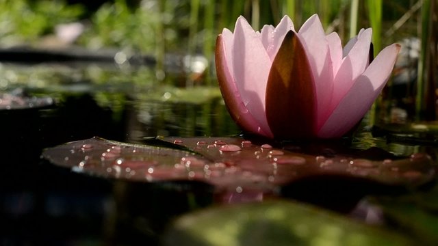 Seerose mit Schattenspiel