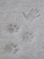 Footprints of a leopard