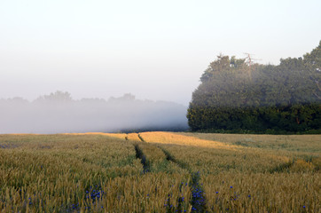 Fototapeta na wymiar Pole pszenicy rano mgła drzewa lasu bluet kwiat