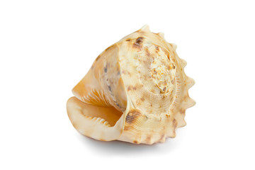 Sea shell isolated on white