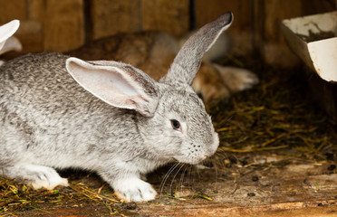 Rabbits' hutch