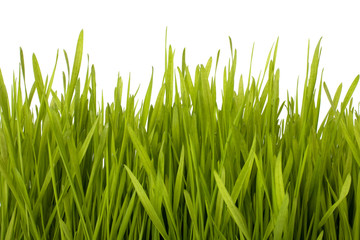 Fototapeta na wymiar Sylwetka trawy