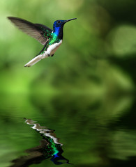 Kolibri über Wasser