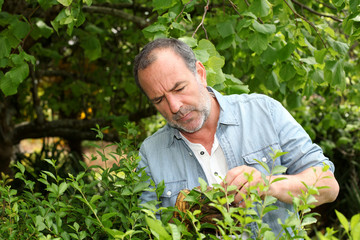 Senior man looking at plants in private garden