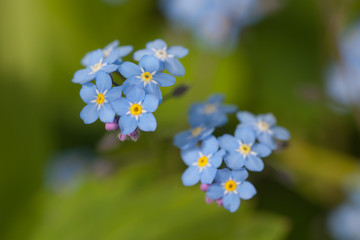forget-me-not