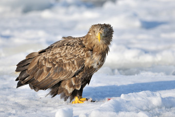 White-tailed Sea-eagle standing on ice
