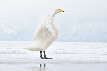 Whooper Swan flapping his wings.