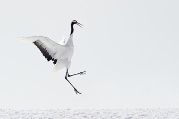 Red-crowned Crane playing and jumping.