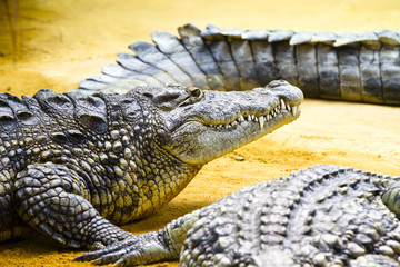 Group of Alligators laying on the sand