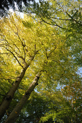 Tree in autumn colors