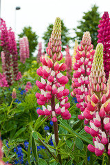 Lupine