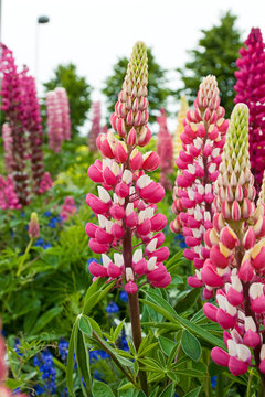 Lupine