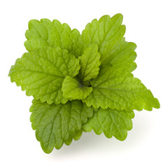 Peppermint or  mint bunch