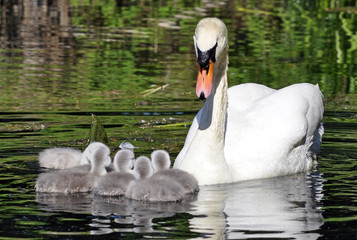 Mute Swan Cygnets