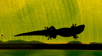 gecko (Big Island / Hawaii)