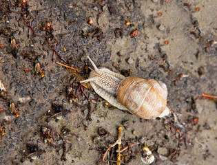Snail crawling