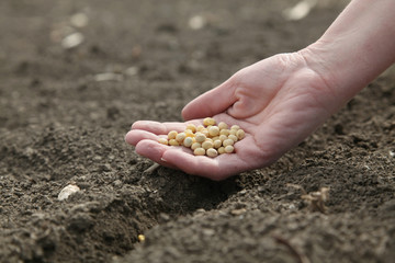 Agriculture, human hand holding soy beans, sowing
