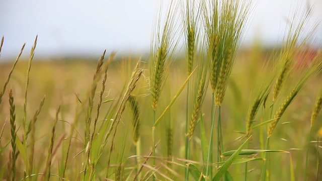 Gr&uuml;nes Getreide bewegt sich im Wind