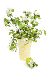 Beautiful ripe apples and branches of a blossoming apple-tree in