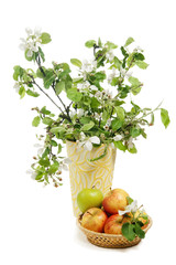 Beautiful ripe apples and branches of a blossoming apple-tree in