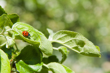 Ladybird on leaves of an apple-tree