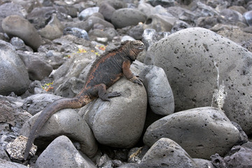 Galapagos 18