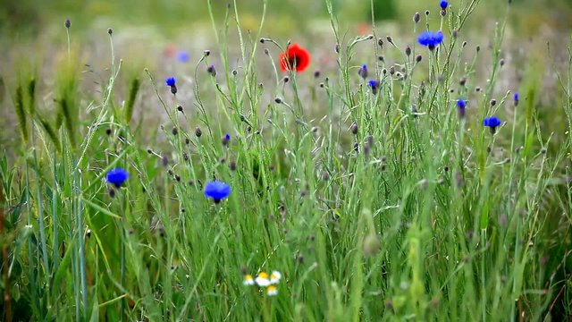 Bl&uuml;hende Sommerwiese