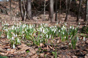 Snowdrops